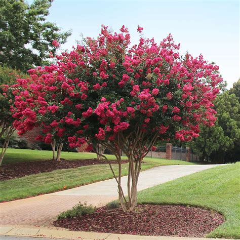 crape myrtle best red|deep red crape myrtle varieties.